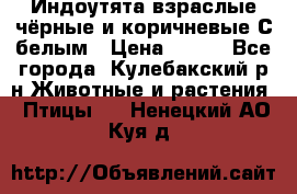 Индоутята взраслые чёрные и коричневые С белым › Цена ­ 450 - Все города, Кулебакский р-н Животные и растения » Птицы   . Ненецкий АО,Куя д.